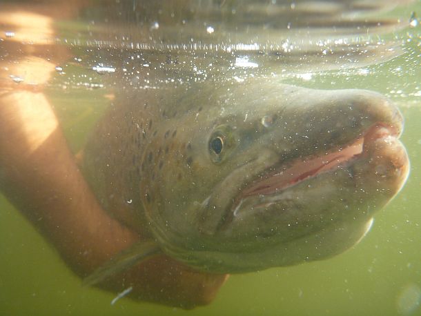 Monster trout – WAECO Photo Comp entry